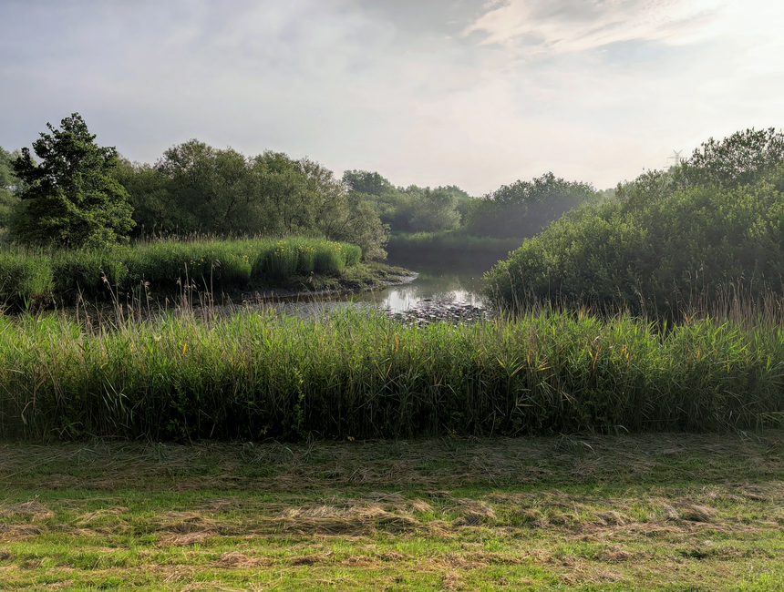 A natural landscape featuring a narrow, calm river or stream winding through dense greenery, with tall grasses and reeds along the water’s edge in the foreground. Behind the reeds, lush trees and bu